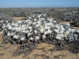 Wooleya farinosa white on grey